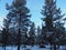 Three hungry mule deer looking for bird seed.