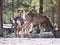 Three hungry mule deer looking for bird seed.