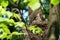 Three hungry thrush chicks Latin Turdus pilaris in the nest await feeding.