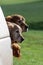 Three hunting dogs waiting for the shoot to start