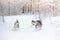 Three huskies play in the snow wood. Beautiful winter forest