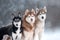 Three husky dogs portrait on forest background