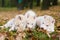 Three husky puppy