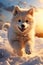 Three Husky Puppy in the Snow