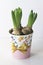 Three hyacinths in a colorful, decorative pot