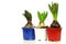 Three hyacinths in colorful pots