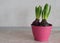 Three hyacinths in a pink pot on the kitchen counter. Gift International Women`s Day.Flower bulbs. The first spring flower