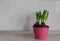 Three hyacinths in a pink pot on the kitchen counter. Gift International Women's Day.Flower bulbs. The first spring flower