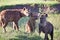 Three hyenas are standing in a grassy field, happily munching on their meal.