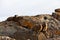 Three hyrax animals sitting on a rock