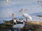 Three Ibis birds feed near the shore line