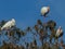 Three Ibis Posing in Tree, Seminole, Florida