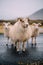 Three Icelandic goats stand on the road.