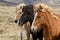 Three Icelandic horses