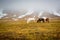 Three Icelandic horses graze on grass during winter heat wave in Iceland