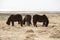 Three Icelandic horses on a meadow