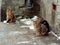 Three identical cats sit on the frozen asphalt at the old house. One cat is sitting on a piece of paper by a drainpipe with icicle