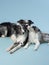 Three identical dogs together. Black and white marble on a blue background. Border collie family.