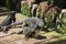 Three iguanas of large size, common, wild animals.