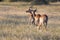 Three impala rams feed on a grassy savannah