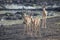 Three Impala rams walking away from a waterhole