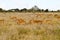 Three Impalas in the savanna