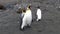 Three Imperial Penguins on the Falkland Islands in Antarctica.