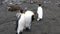 Three Imperial Penguins on the Falkland Islands in Antarctica.