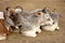 Three Indian Cows Rest in the Sun