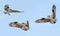 Three Individual Osprey in Flight with Outstretched Wings on a Blue Sky Background