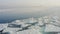 Three individuals of the Far Eastern seal swim among the ice floes in winter