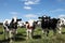 Three Inquisitive Dairy Heifers Cows