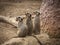 Three inquisitive Meerkats showing an interest in a distraction.