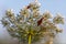 Three insects, crickets, red brown in color, on an elder flower.