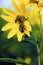 Three Insects on a Sunflower  18373