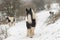 Three Irish Cob ponies walking in heavy snow