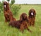 Three Irish setters