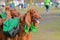 Three Irish setters ready to party