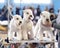 Three Irish Soft-coated Wheaten Terrier dogs on the grooming table before participating in the exhibition