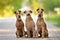 three irish terrier dogs sitting outdoors in summer