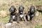 Three Irish Wolfhounds in the garden