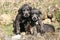 Three Irish Wolfhounds in the garden