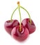 Three isolated cherries on a stem