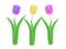 Three isolated purple yellow and pink spring tulip illustration green stem and leaves with white background