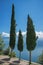 Three italian cypresses against garda lake