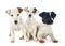 Three jack russel terrier