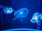 Three jellyfish in the blue light