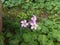 Three joint small  white  pink flower and green background leaf leaves