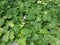 Three joint small  white  pink flower and green background leaf leaves