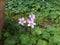 Three joint small  white  pink flower and green background leaf leaves